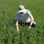 Pasturas para mejorar la infiltración